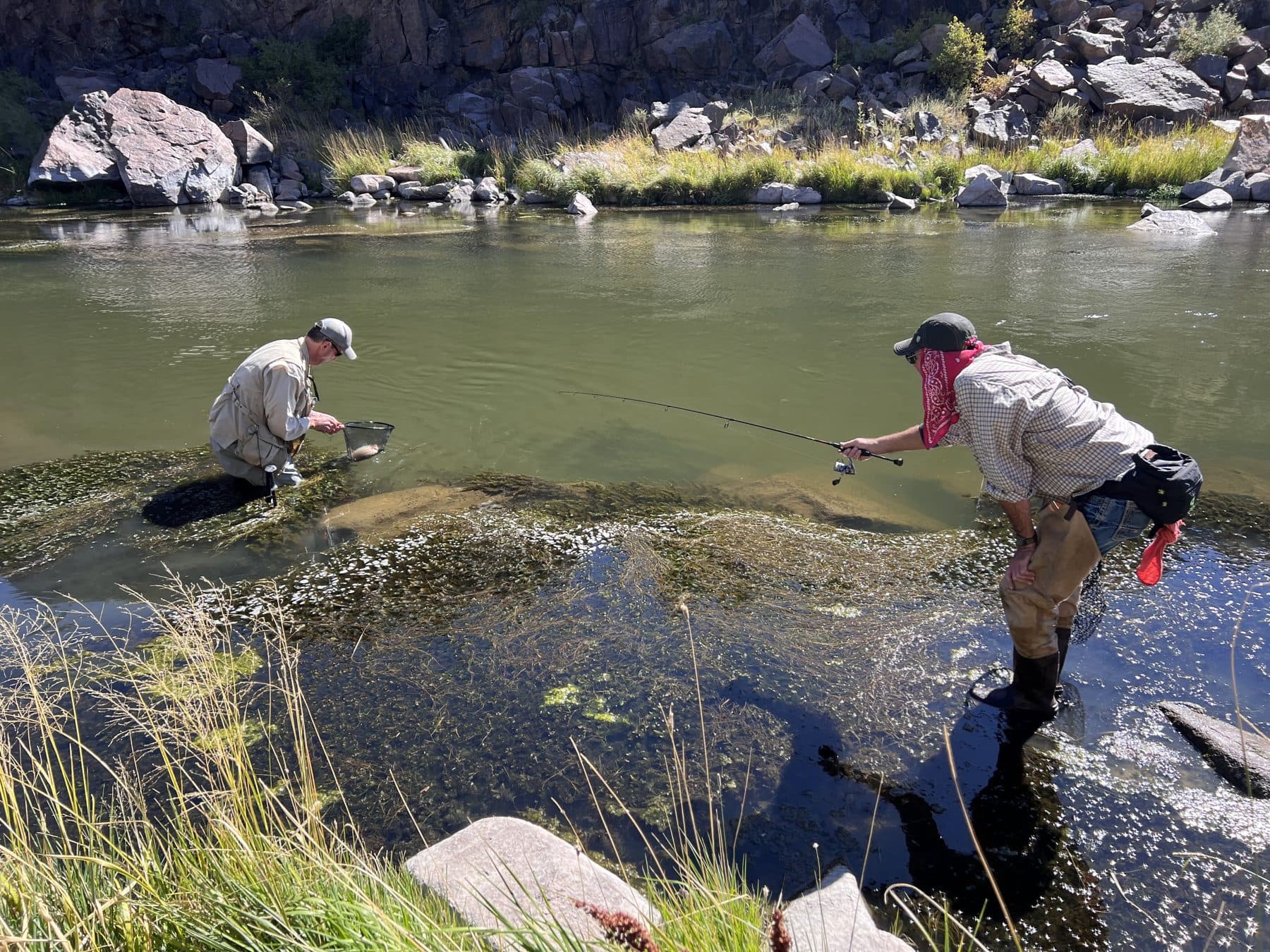 A guide netting a trout while an angler reels it in
